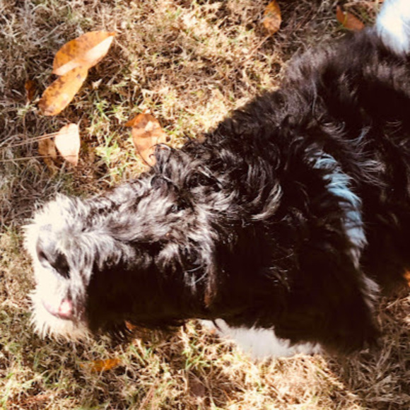 Meet your Posher, Audrey - Picture 1 of 1